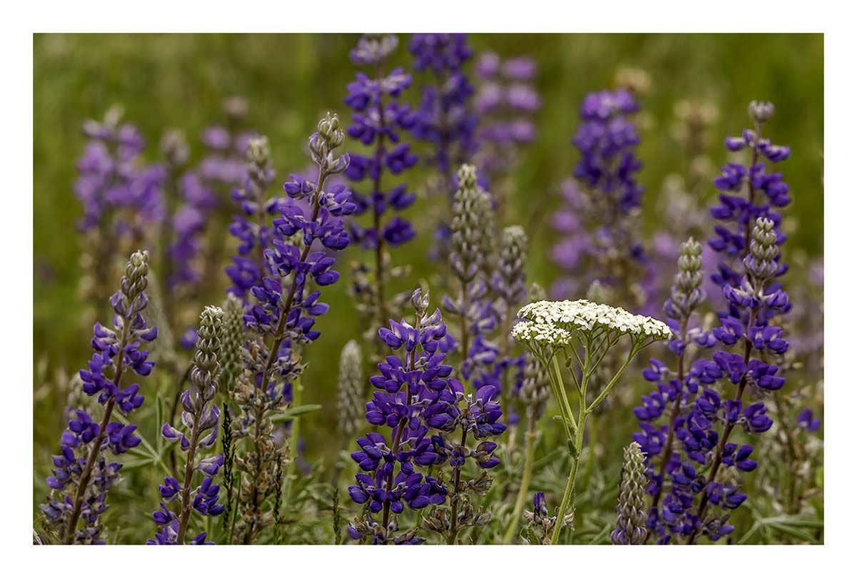 BCJ Spring in the Palouse